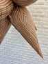 Burst Party Co. 40" Woodgrain Print Starburst