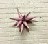 Burst Party Co. 12" Pink Mini Starburst